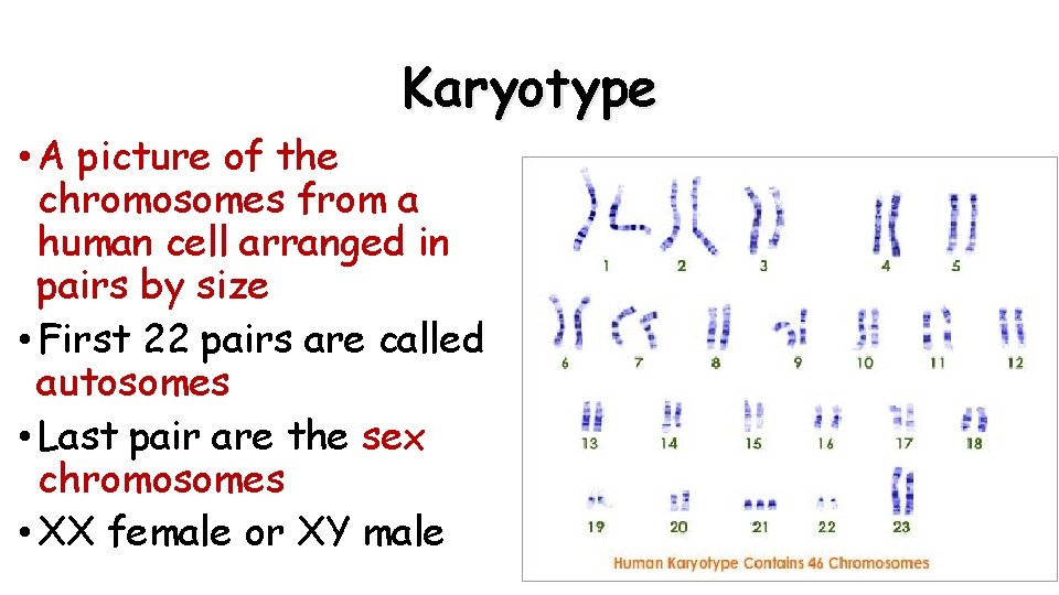 Karyotype • A picture of the chromosomes from a human cell arranged in pairs