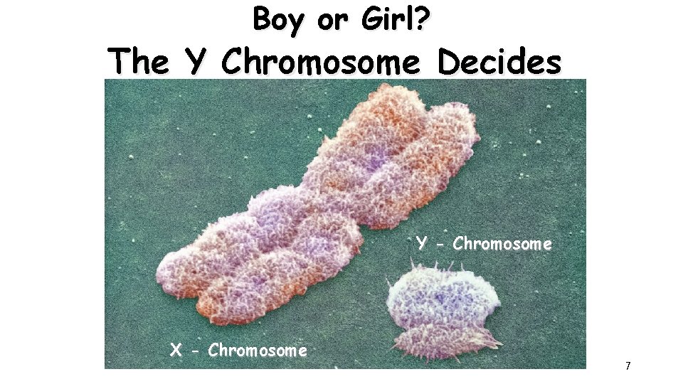 Boy or Girl? The Y Chromosome Decides Y - Chromosome X - Chromosome 7