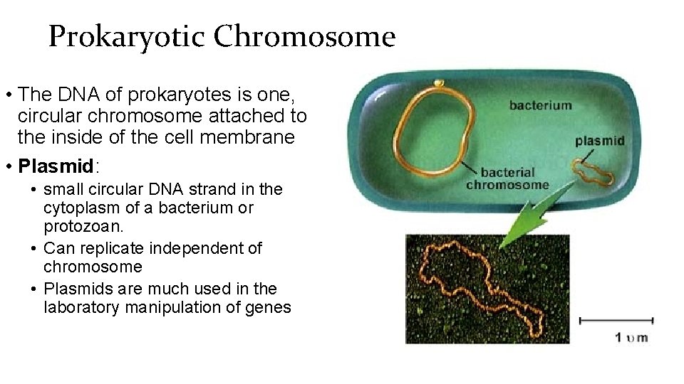 Prokaryotic Chromosome • The DNA of prokaryotes is one, circular chromosome attached to the