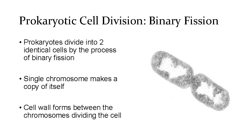 Prokaryotic Cell Division: Binary Fission • Prokaryotes divide into 2 identical cells by the