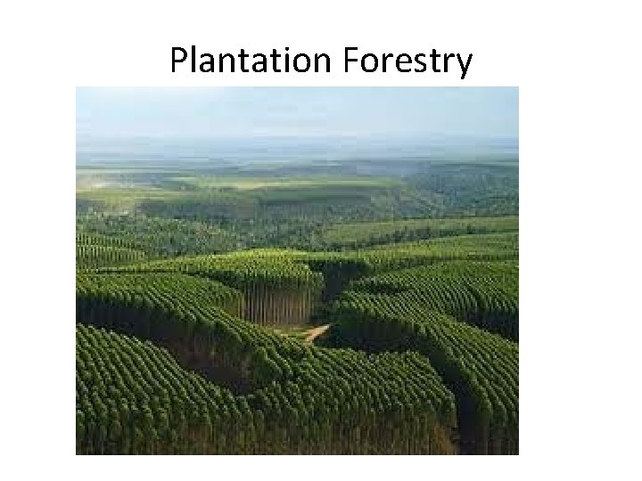 Plantation Forestry 