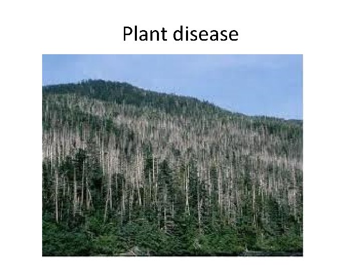 Plant disease 