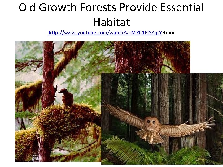 Old Growth Forests Provide Essential Habitat http: //www. youtube. com/watch? v=MKh 1 FI 8