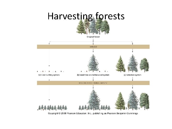 Harvesting forests 