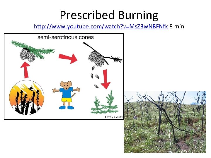 Prescribed Burning http: //www. youtube. com/watch? v=Ms. Z 3 w. NBFNfk 8 min 