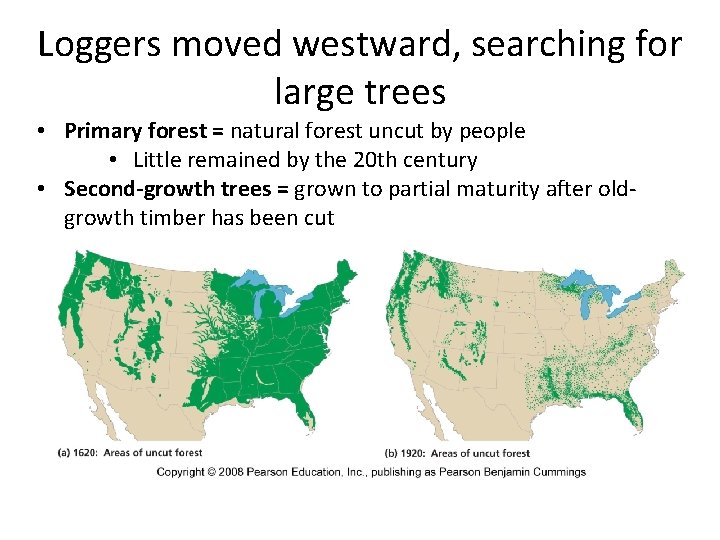 Loggers moved westward, searching for large trees • Primary forest = natural forest uncut