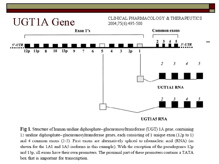 UGT 1 A Gene CLINICAL PHARMACOLOGY & THERAPEUTICS 2004; 75(6): 495 -500 