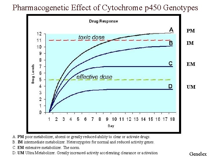 Pharmacogenetic Effect of Cytochrome p 450 Genotypes PM IM EM UM A. PM poor