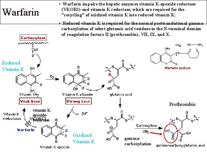 Warfarin • Warfarin impairs the hepatic enzymes vitamin K-epoxide reductase (VKOR 1) and vitamin