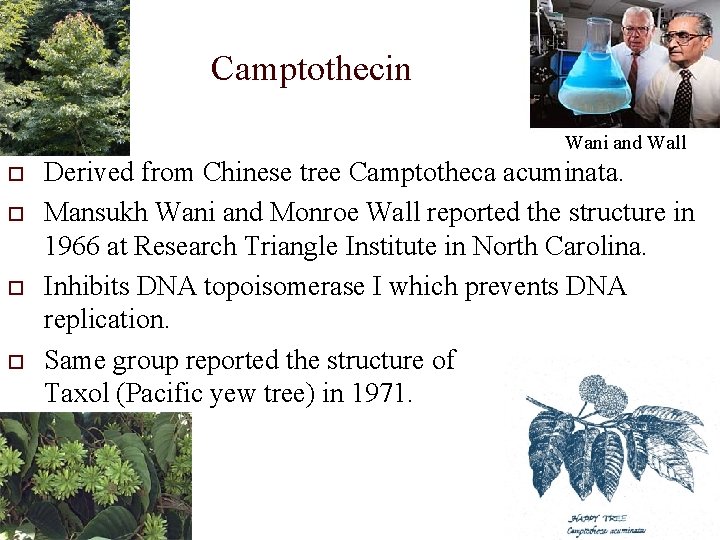 Camptothecin Wani and Wall o o Derived from Chinese tree Camptotheca acuminata. Mansukh Wani