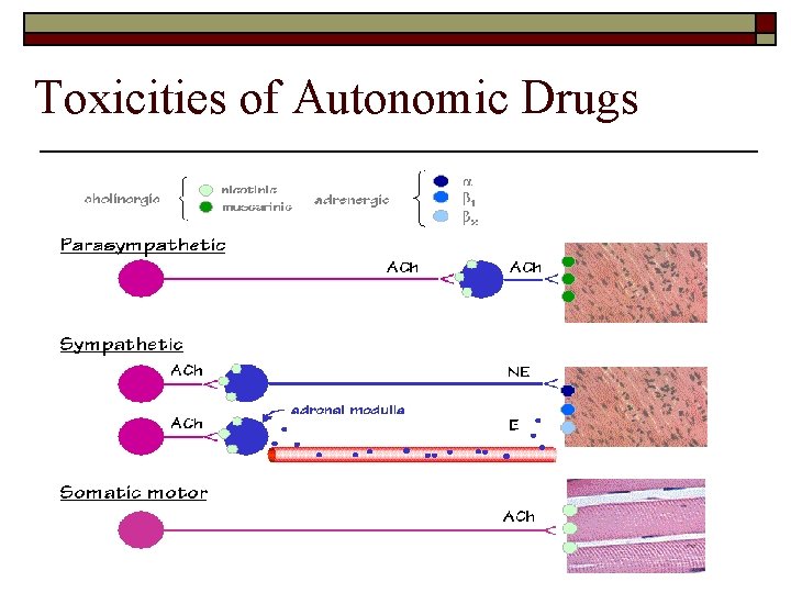 Toxicities of Autonomic Drugs 