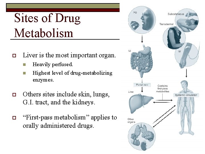 Sites of Drug Metabolism o Liver is the most important organ. n n Heavily