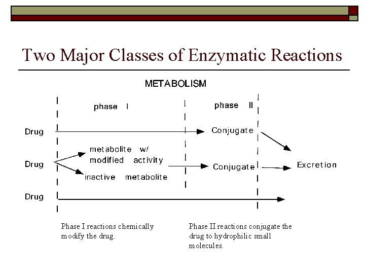 Two Major Classes of Enzymatic Reactions Phase I reactions chemically modify the drug. Phase