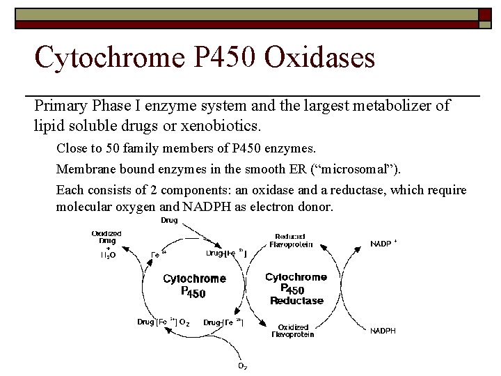 Cytochrome P 450 Oxidases Primary Phase I enzyme system and the largest metabolizer of