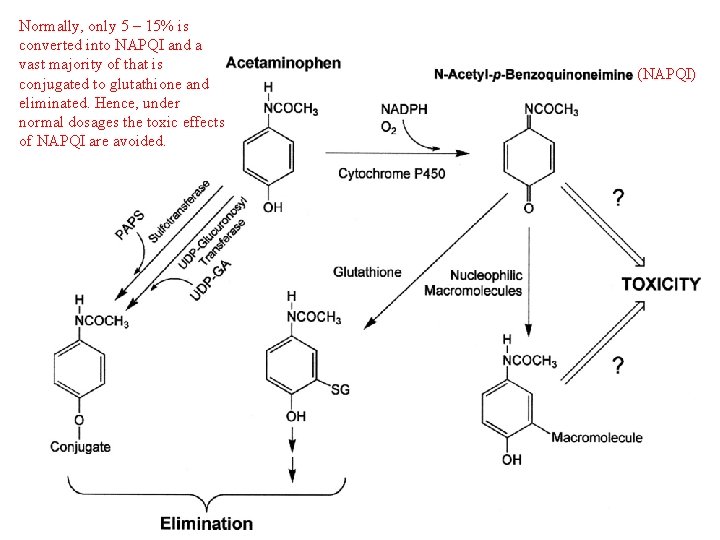 Normally, only 5 – 15% is converted into NAPQI and a vast majority of