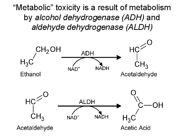 “Metabolic” toxicity is a result of metabolism by alcohol dehydrogenase (ADH) and aldehyde dehydrogenase