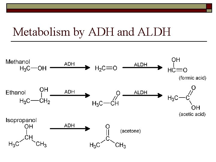 Metabolism by ADH and ALDH 