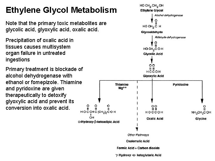 Ethylene Glycol Metabolism Note that the primary toxic metabolites are glycolic acid, glyoxylic acid,