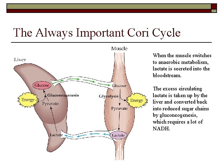 The Always Important Cori Cycle When the muscle switches to anaerobic metabolism, lactate is
