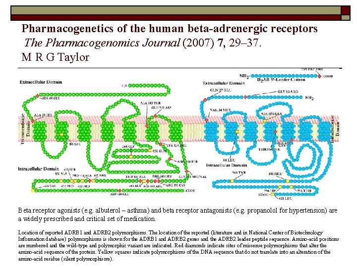Pharmacogenetics of the human beta-adrenergic receptors The Pharmacogenomics Journal (2007) 7, 29– 37. M