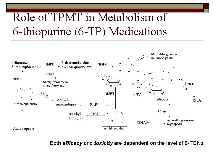 Role of TPMT in Metabolism of 6 -thiopurine (6 -TP) Medications Both efficacy and