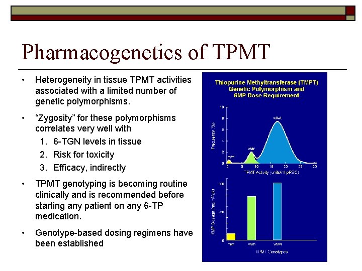 Pharmacogenetics of TPMT • Heterogeneity in tissue TPMT activities associated with a limited number