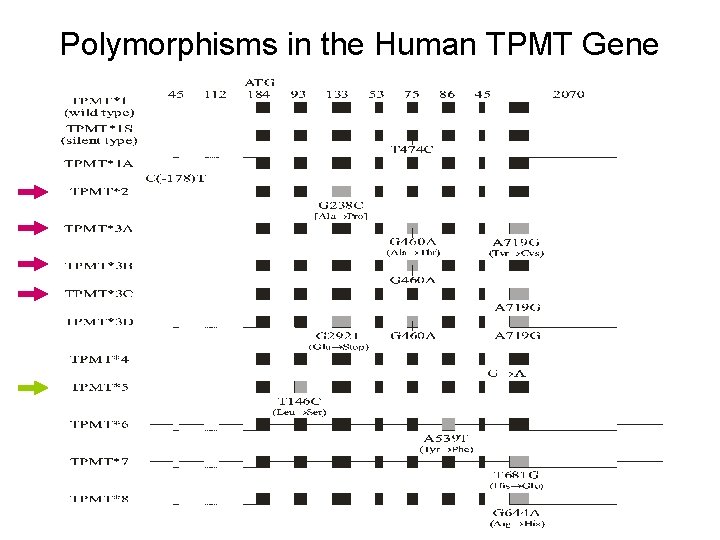 Polymorphisms in the Human TPMT Gene 