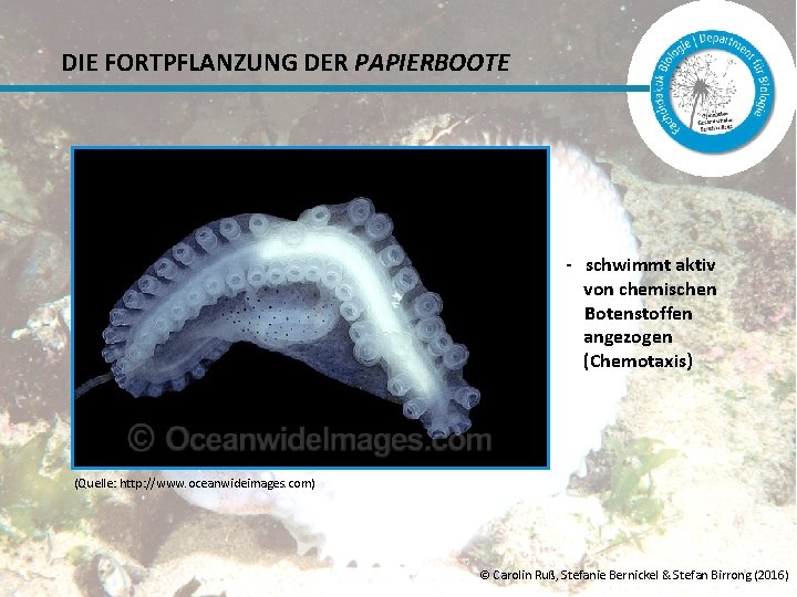 DIE FORTPFLANZUNG DER PAPIERBOOTE - schwimmt aktiv von chemischen Botenstoffen angezogen (Chemotaxis) (Quelle: http: