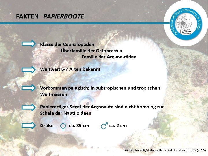 FAKTEN PAPIERBOOTE Klasse der Cephalopoden Überfamilie der Octobrachia Familie der Argunautidae Weltweit 6 -7