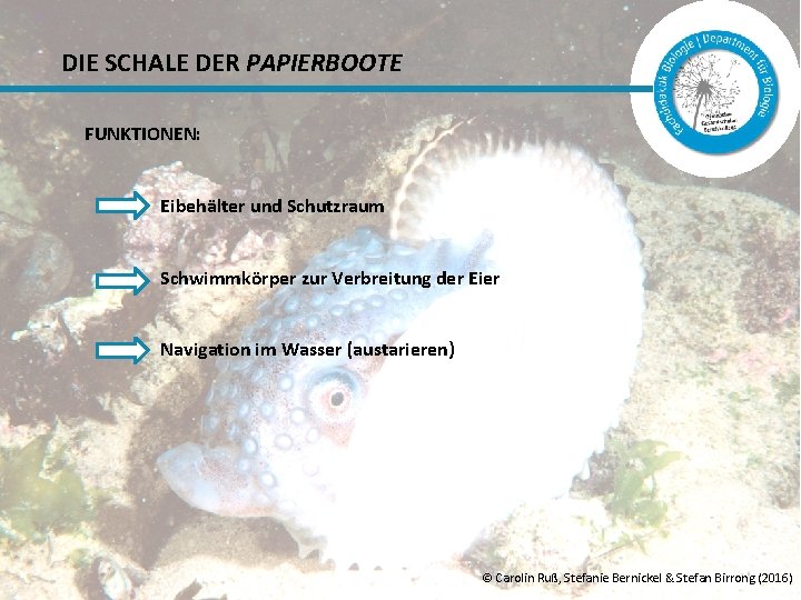 DIE SCHALE DER PAPIERBOOTE FUNKTIONEN: Eibehälter und Schutzraum Schwimmkörper zur Verbreitung der Eier Navigation