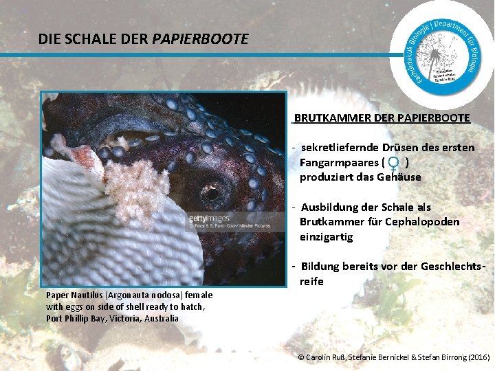 DIE SCHALE DER PAPIERBOOTE BRUTKAMMER DER PAPIERBOOTE - sekretliefernde Drüsen des ersten Fangarmpaares (