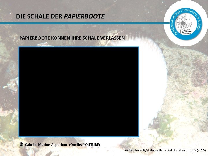 DIE SCHALE DER PAPIERBOOTE KÖNNEN IHRE SCHALE VERLASSEN © Cabrillo Marine Aquarium (Quelle: YOUTUBE)