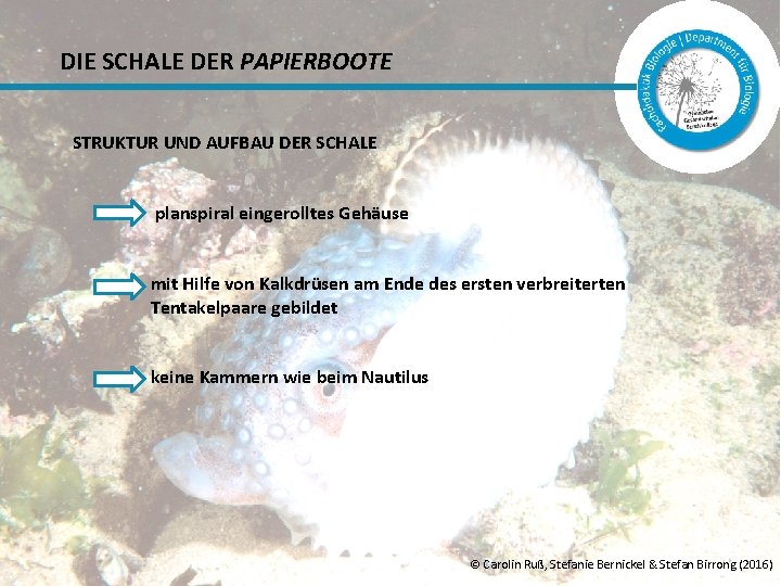 DIE SCHALE DER PAPIERBOOTE STRUKTUR UND AUFBAU DER SCHALE planspiral eingerolltes Gehäuse mit Hilfe