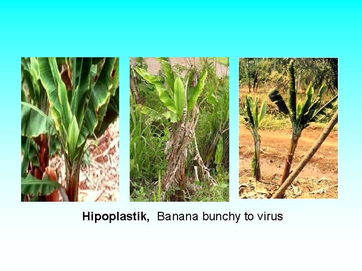 Hipoplastik, Banana bunchy to virus Hipoplastik, Banana bunchy to virus