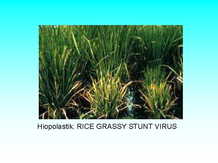Hiopolastik: RICE GRASSY STUNT VIRUS Hiopolastik: RICE GRASSY STUNT VIRUS