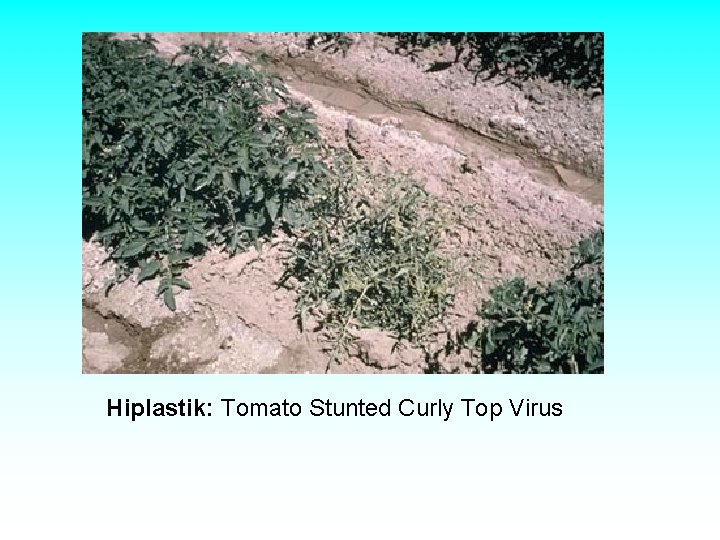 Hiplastik: Tomato Stunted Curly Top Virus Hiplastik: Tomato Stunted Curly Top Virus