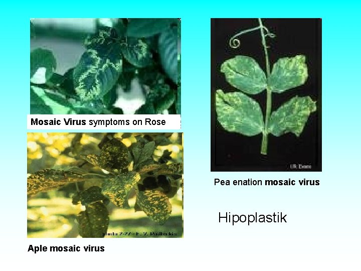 Mosaic Virus symptoms on Rose Pea enation mosaic virus Hipoplastik Aple mosaic virus Mosaic Virus symptoms on Rose Pea enation mosaic virus Hipoplastik Aple mosaic virus