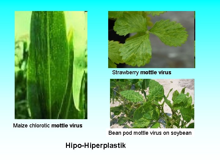 Strawberry mottle virus Maize chlorotic mottle virus Bean pod mottle virus on soybean Hipo-Hiperplastik Strawberry mottle virus Maize chlorotic mottle virus Bean pod mottle virus on soybean Hipo-Hiperplastik