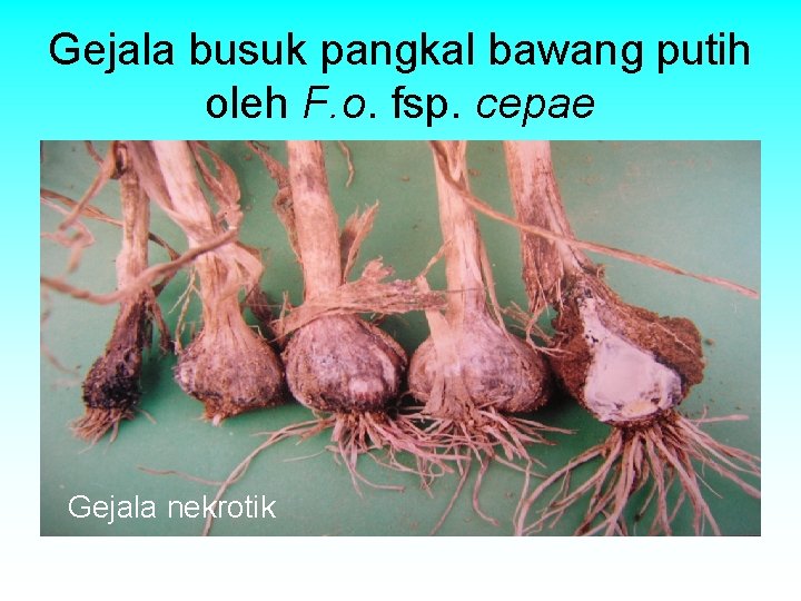 Gejala busuk pangkal bawang putih oleh F. o. fsp. cepae Gejala nekrotik Gejala busuk pangkal bawang putih oleh F. o. fsp. cepae Gejala nekrotik
