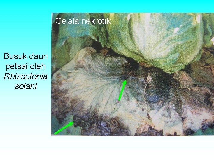 Gejala nekrotik Busuk daun petsai oleh Rhizoctonia solani Gejala nekrotik Busuk daun petsai oleh Rhizoctonia solani