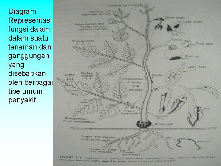 Diagram Representasi fungsi dalam suatu tanaman dan ganggungan yang disebabkan oleh berbagai tipe umum Diagram Representasi fungsi dalam suatu tanaman dan ganggungan yang disebabkan oleh berbagai tipe umum
