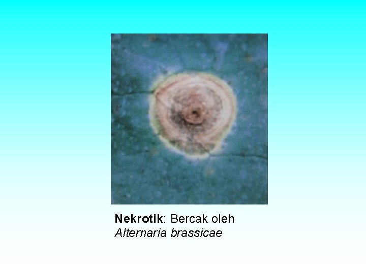 Nekrotik: Bercak oleh Alternaria brassicae Nekrotik: Bercak oleh Alternaria brassicae