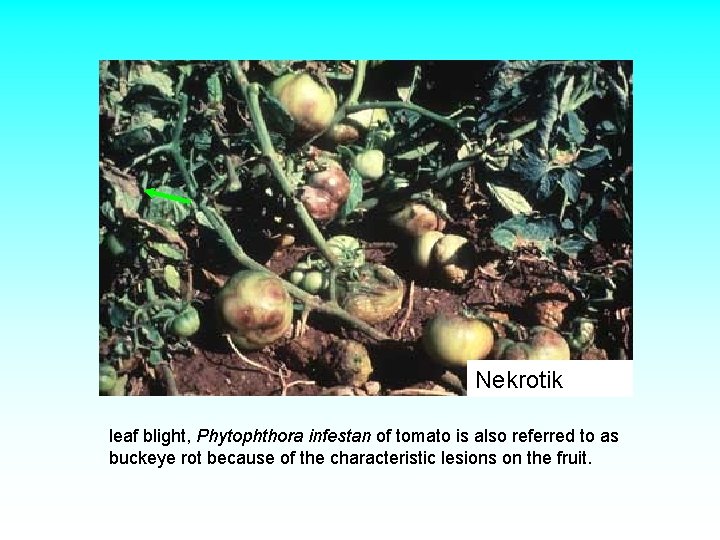 Nekrotik leaf blight, Phytophthora infestan of tomato is also referred to as buckeye rot Nekrotik leaf blight, Phytophthora infestan of tomato is also referred to as buckeye rot