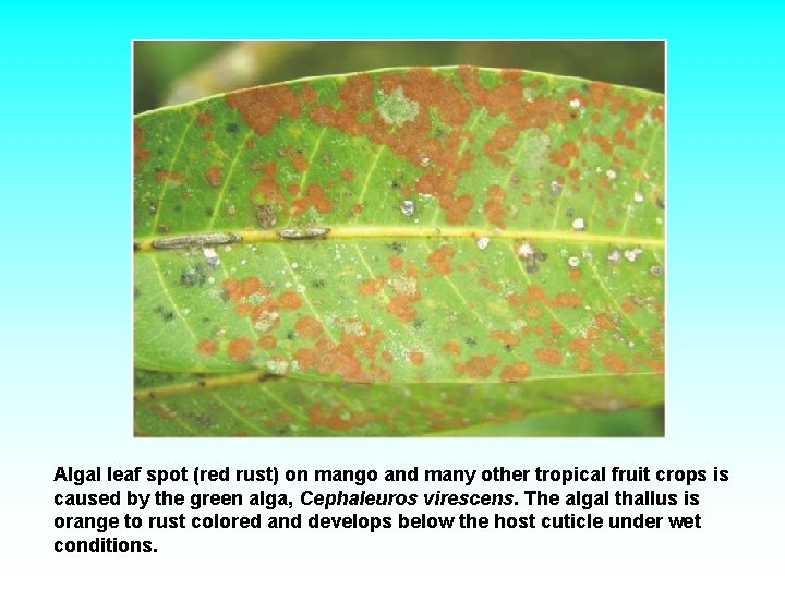 Algal leaf spot (red rust) on mango and many other tropical fruit crops is Algal leaf spot (red rust) on mango and many other tropical fruit crops is