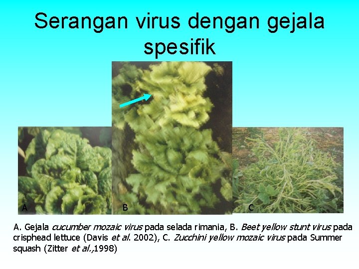 Serangan virus dengan gejala spesifik A B C A. Gejala cucumber mozaic virus pada Serangan virus dengan gejala spesifik A B C A. Gejala cucumber mozaic virus pada