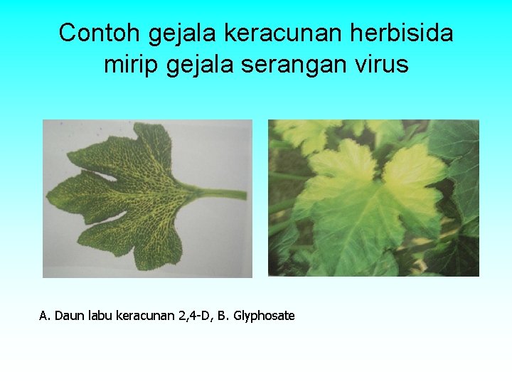 Contoh gejala keracunan herbisida mirip gejala serangan virus A. Daun labu keracunan 2, 4 Contoh gejala keracunan herbisida mirip gejala serangan virus A. Daun labu keracunan 2, 4