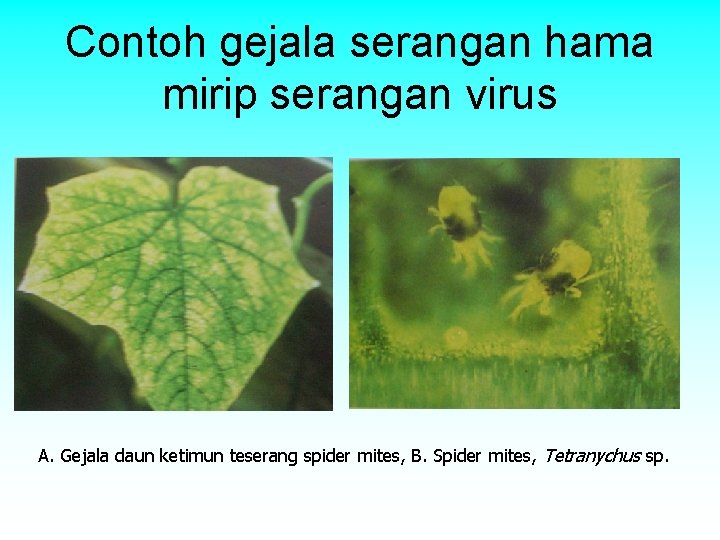 Contoh gejala serangan hama mirip serangan virus A. Gejala daun ketimun teserang spider mites, Contoh gejala serangan hama mirip serangan virus A. Gejala daun ketimun teserang spider mites,