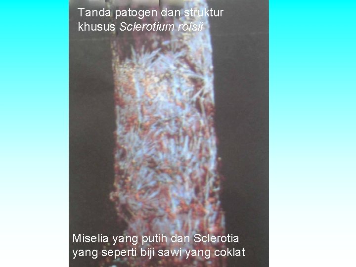 Tanda patogen dan struktur khusus Sclerotium rolsii Miselia yang putih dan Sclerotia yang seperti Tanda patogen dan struktur khusus Sclerotium rolsii Miselia yang putih dan Sclerotia yang seperti