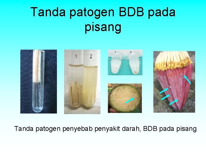 Tanda patogen BDB pada pisang Tanda patogen penyebab penyakit darah, BDB pada pisang Tanda patogen BDB pada pisang Tanda patogen penyebab penyakit darah, BDB pada pisang