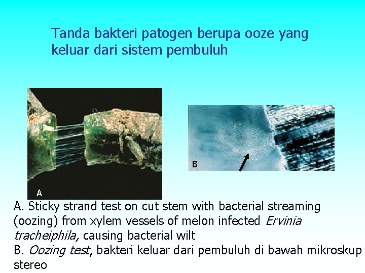 Tanda bakteri patogen berupa ooze yang keluar dari sistem pembuluh B A A. Sticky Tanda bakteri patogen berupa ooze yang keluar dari sistem pembuluh B A A. Sticky